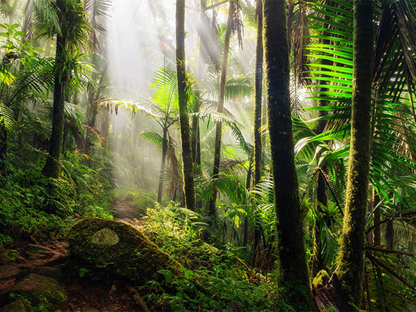 El Yunque National Rainforest