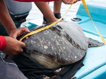 Sea Turtle Tagging