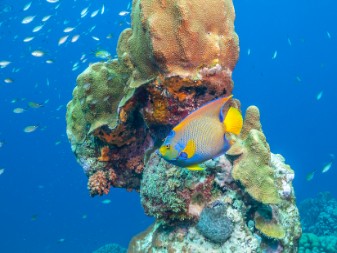 Bonaire's plentiful marine sanctuary
