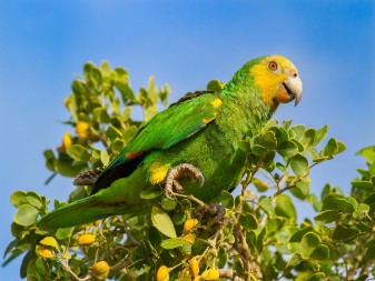 Bonaire Bird
