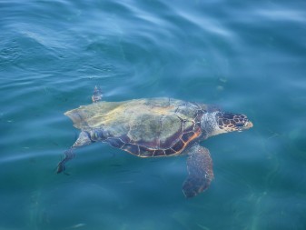 caretta turtles